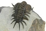 Crotalocephalus (“Cyrtometopus”) Trilobite - Scarce Species #241212-3